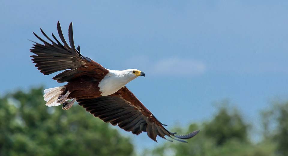 African fish eagle