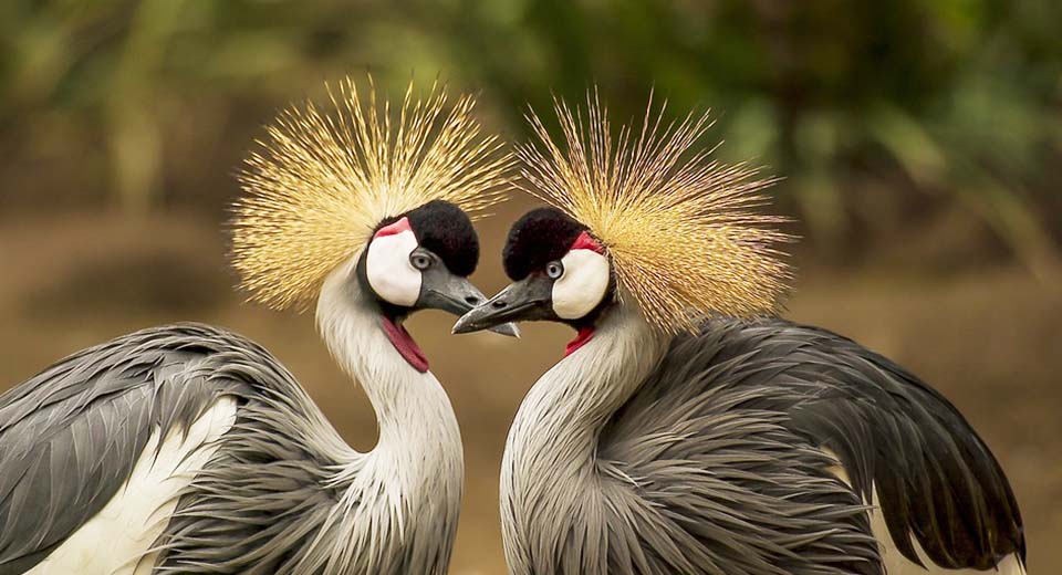 crowned-crane