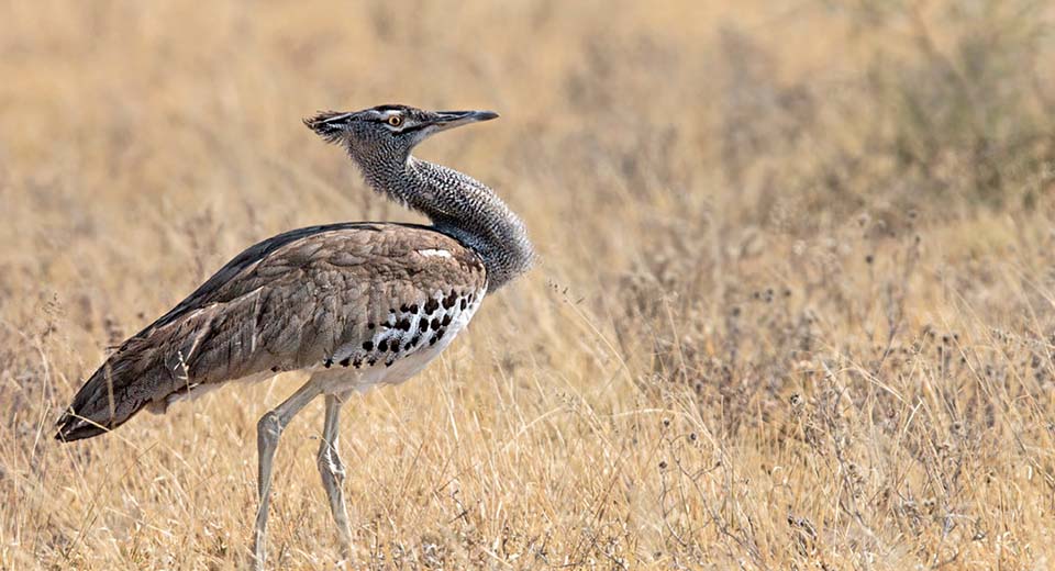 kori-bustard