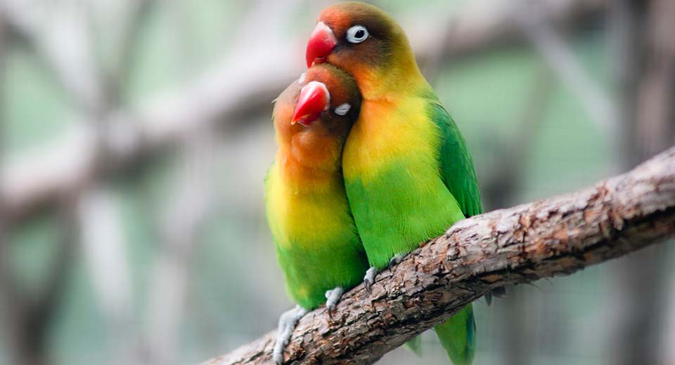 lovebirds