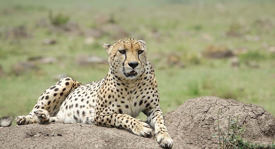 mara-cheetah