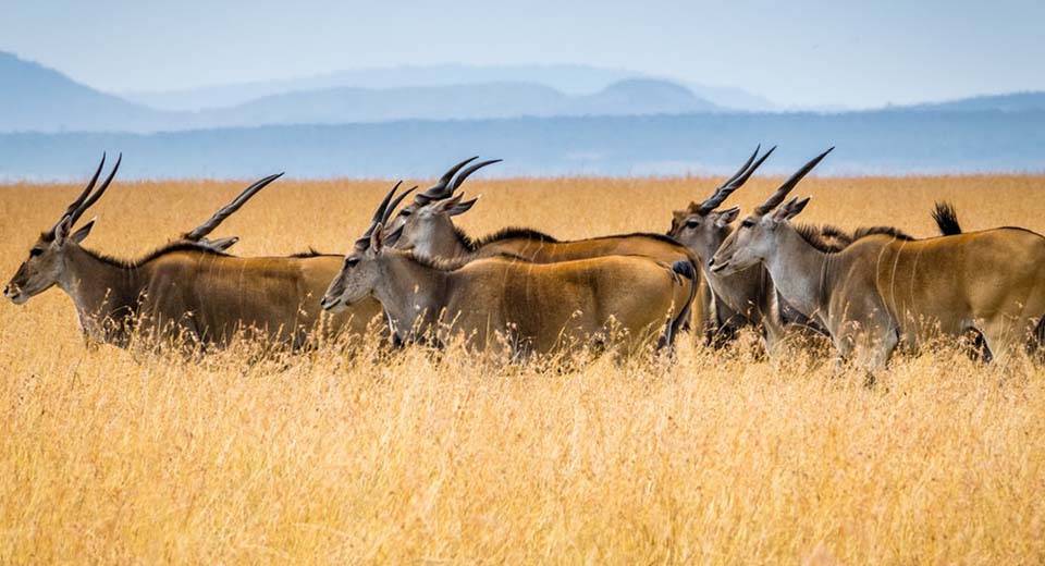 mara-eland