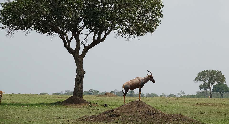 mara-topi