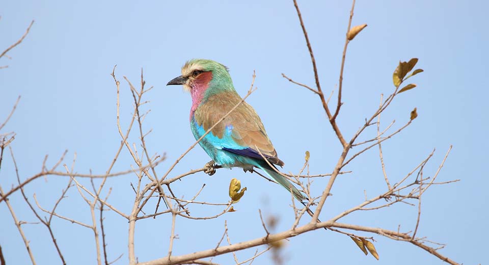 roller Bird-life treats ... from Kenya