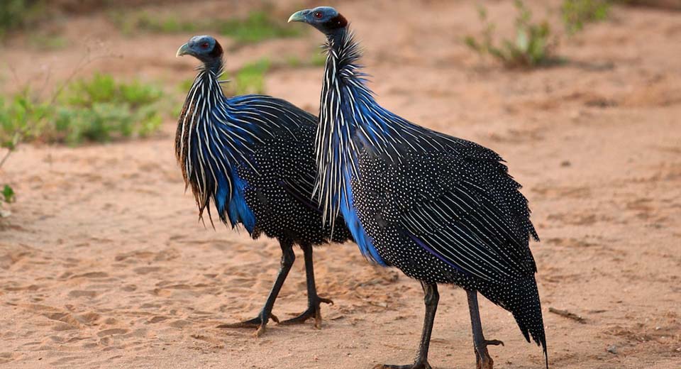 vulturine-guineafowl