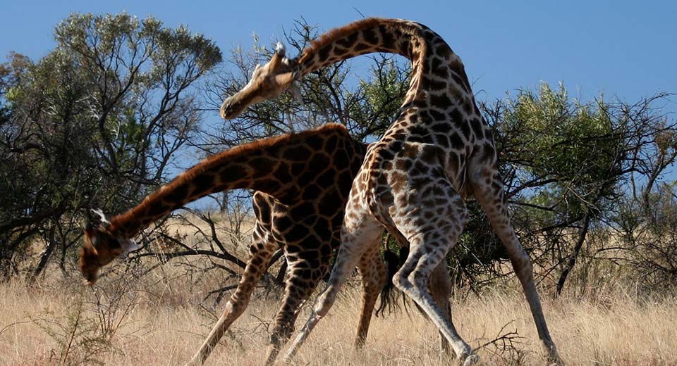 Giraffe-fight