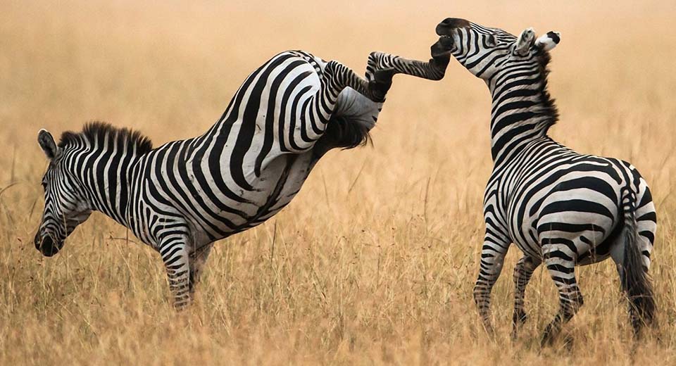 Zebra-kick