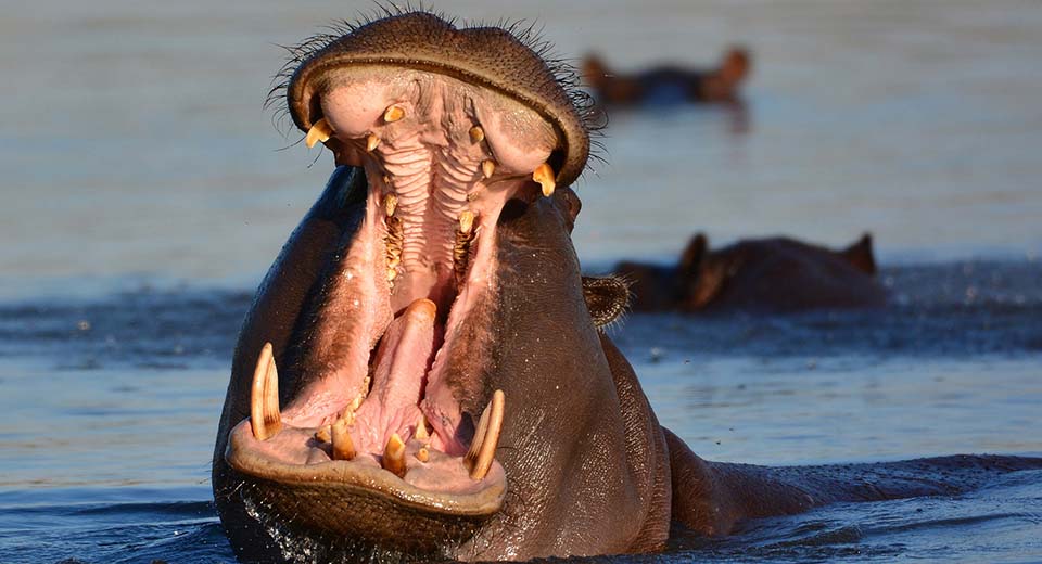 Drama on the African plains hippo-mouth