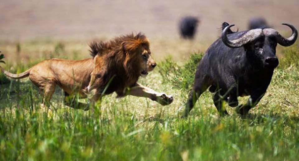 lion-hunt