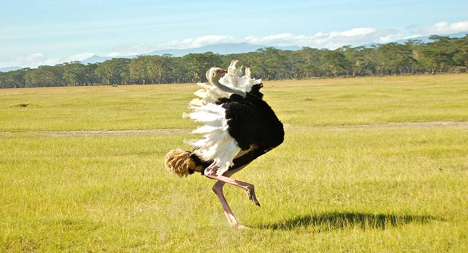 ostrich-dance