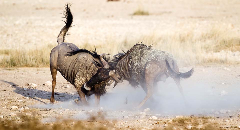 wildebeest-fight