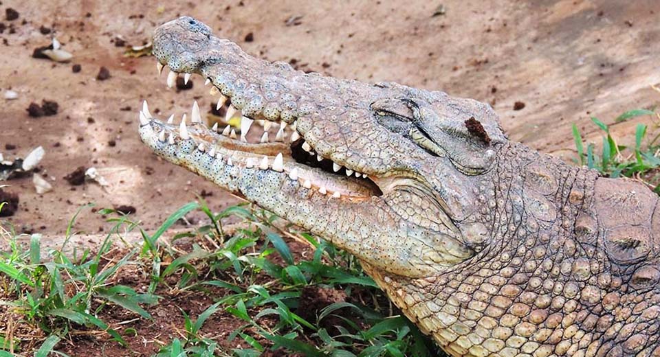 crocodile-nsw