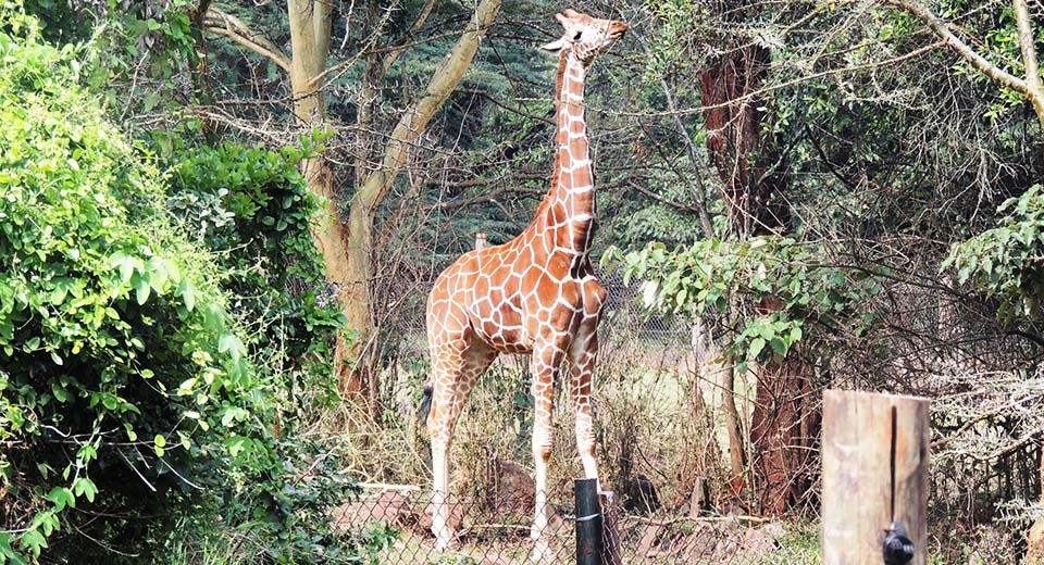 giraffe-nsw