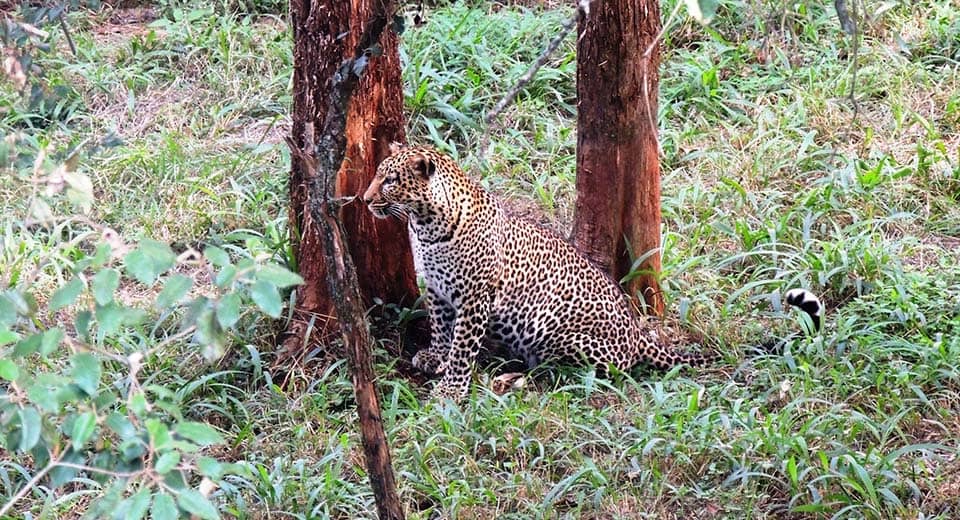 leopard-nsw