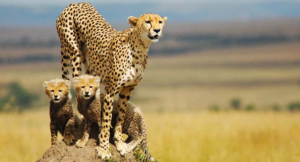 cheetah-mom