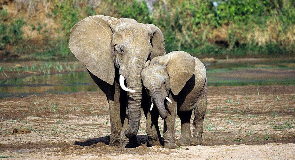 elephant-mom
