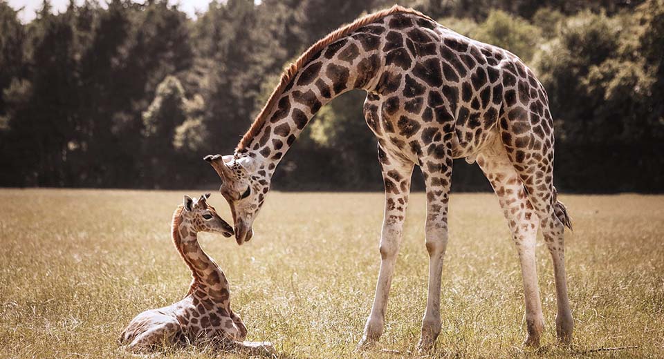 giraffe-mom