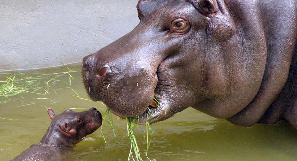 hippo-mom