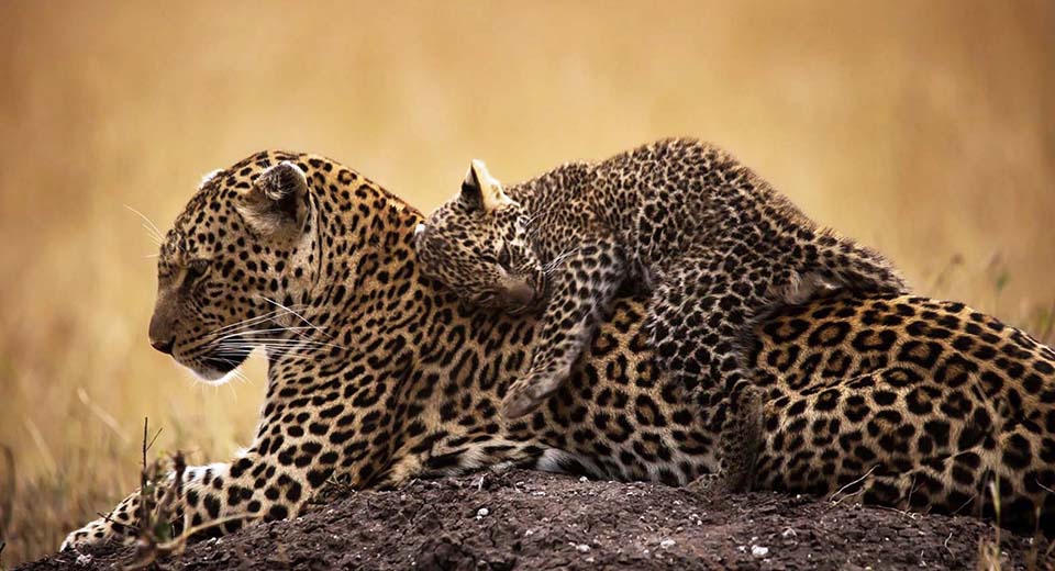 leopard-mom