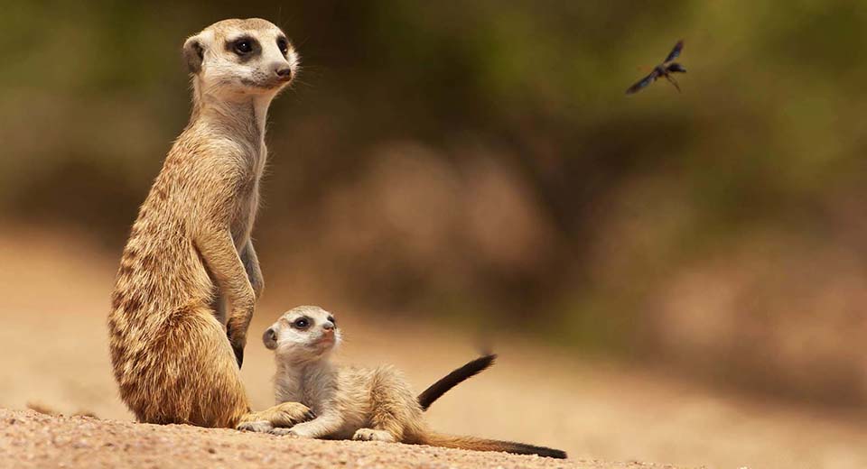 meerkat-mom