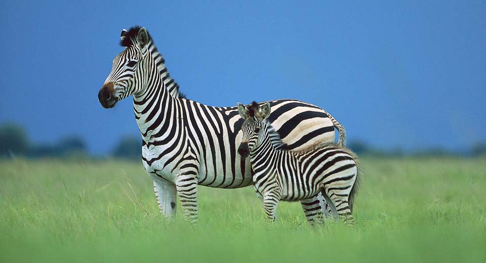 zebra-mom