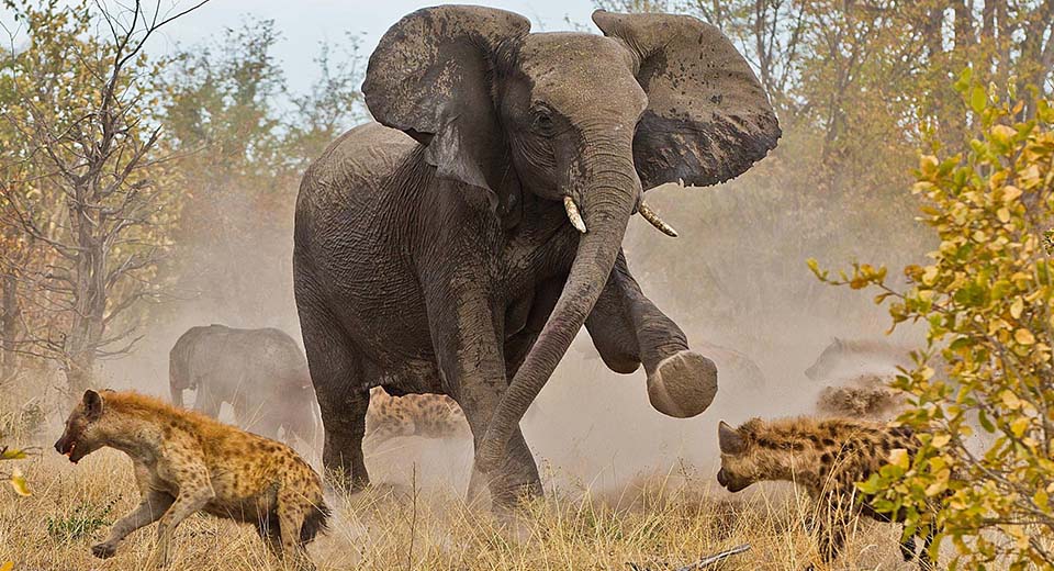 Elephant-chase-hyena