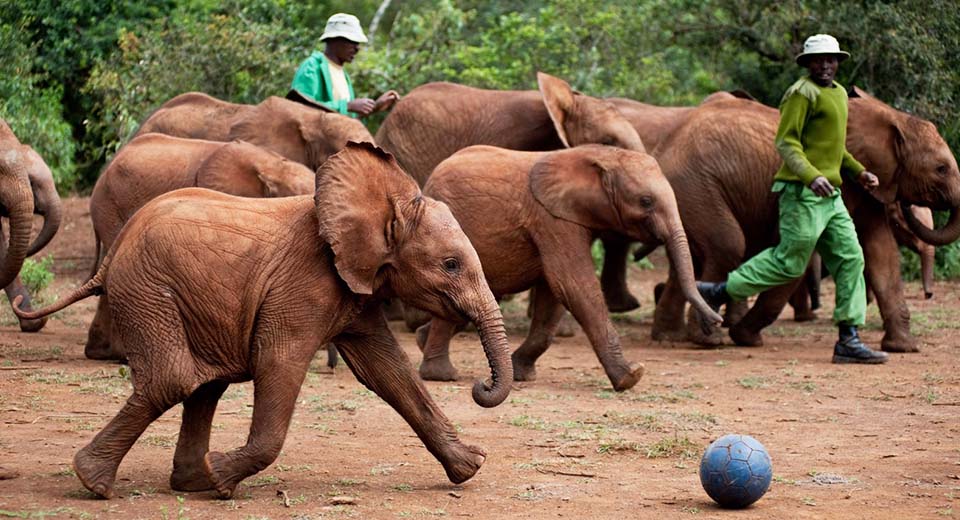 Elephants-soccer