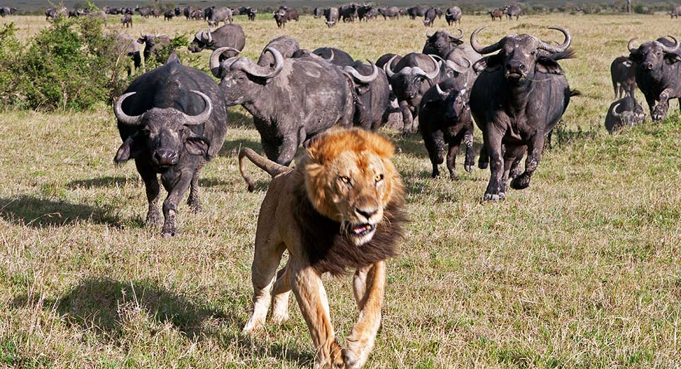 buffalo-chase-lion