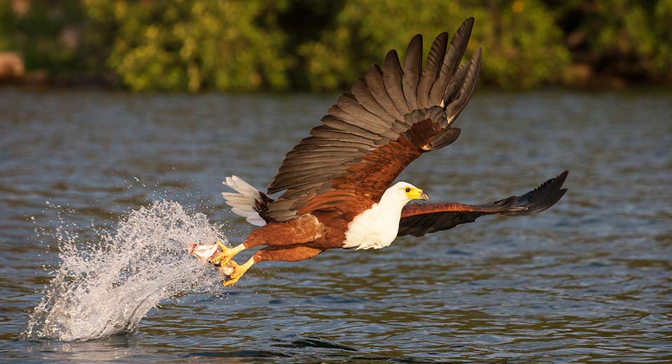 fish-eagle-fishing