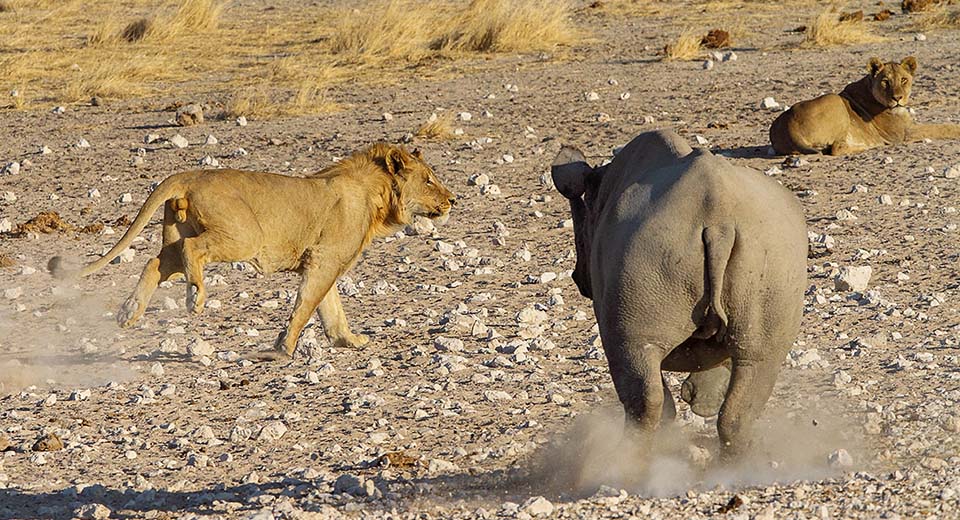 rhino-chasing-lion
