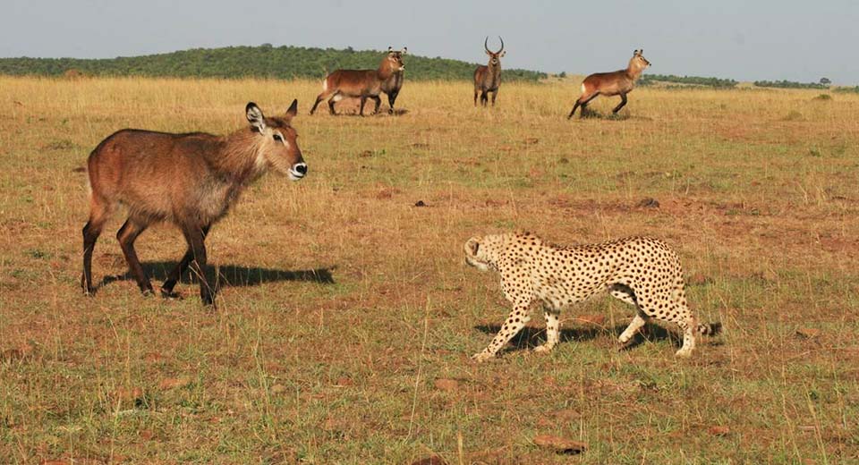 waterbuck-vs-cheetah