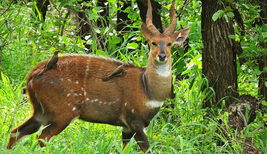 Bushbuck