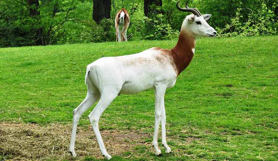 Dama Gazelle