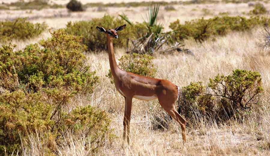 Gerenuk