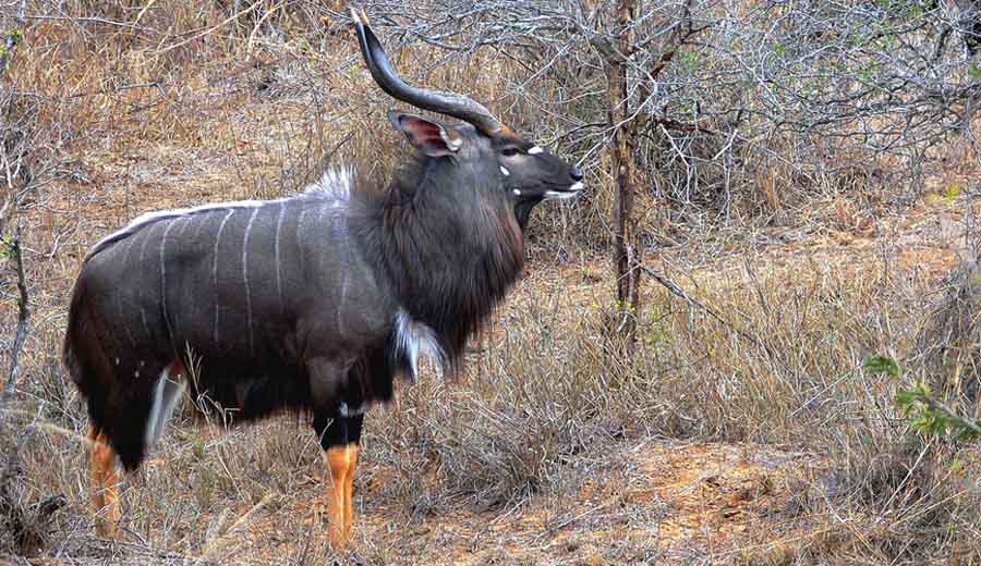 Nyala