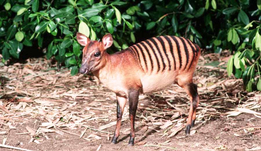 Zebra Duiker