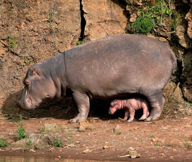 baby-hippo