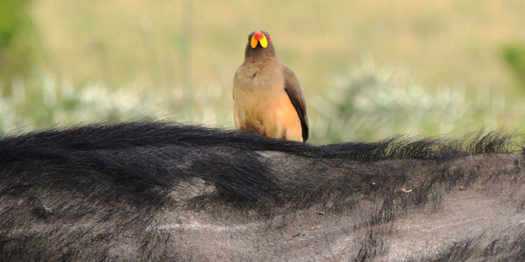 Masai Mara Birds