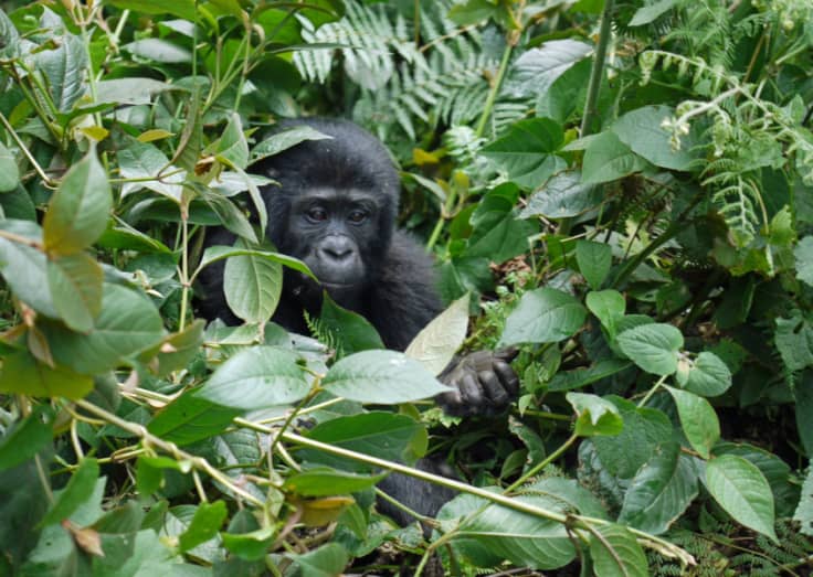 Bwindi Forest National Park Baby