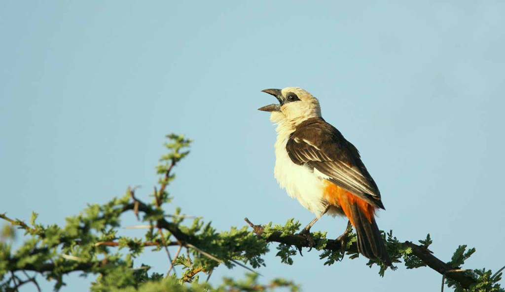 Buffalo Weaver