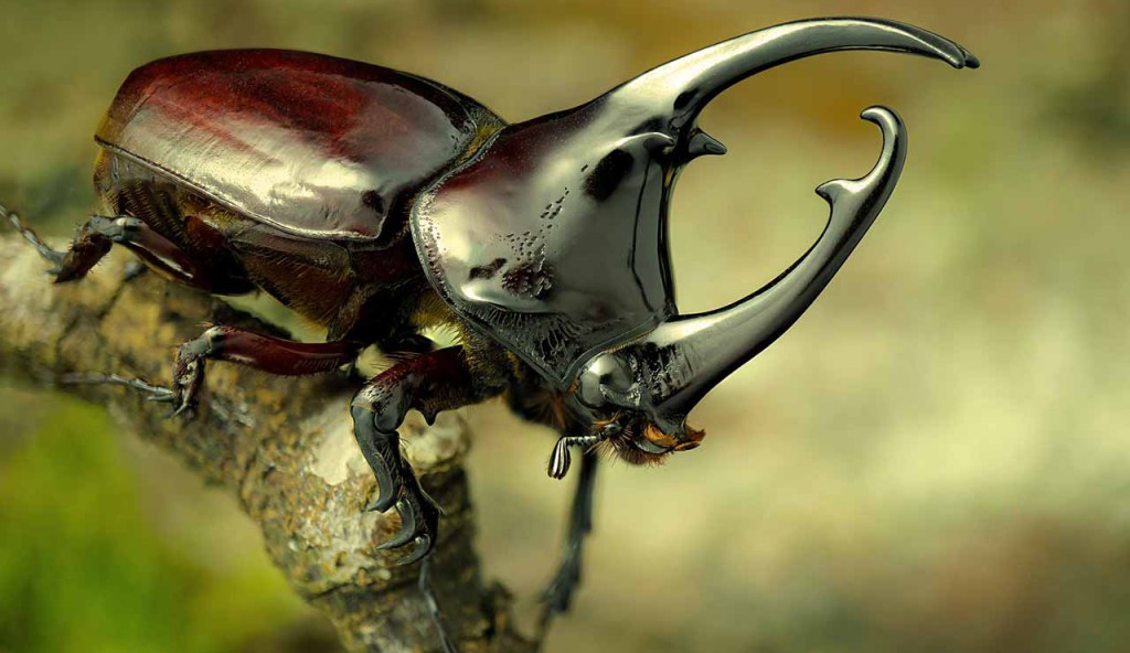 Rhinoceros Beetle