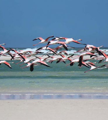 Bird-life treats … from Kenya