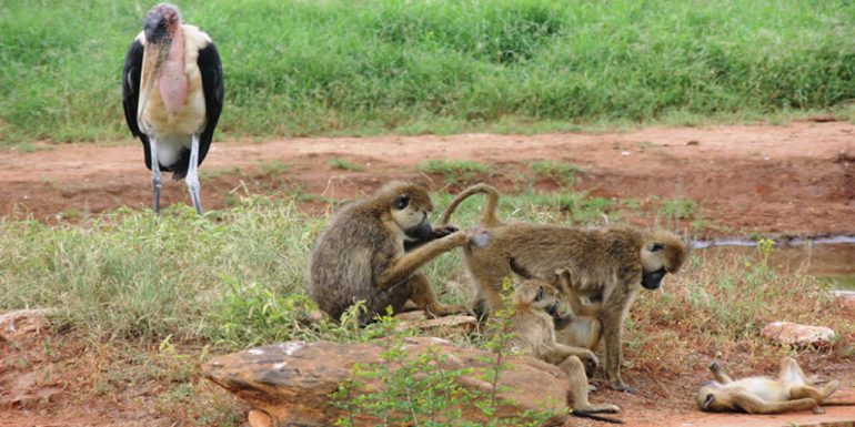Marabou Stork and Baboons