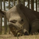 Sudan – Last Male Northern White Rhino