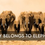 Ivory Belongs to Elephants Campaign
