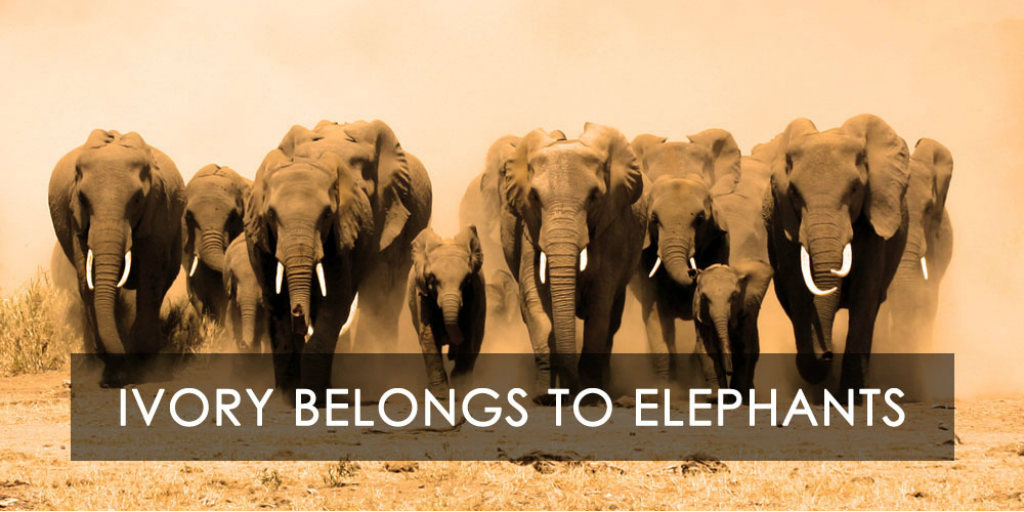 Ivory Belongs to Elephants Campaign